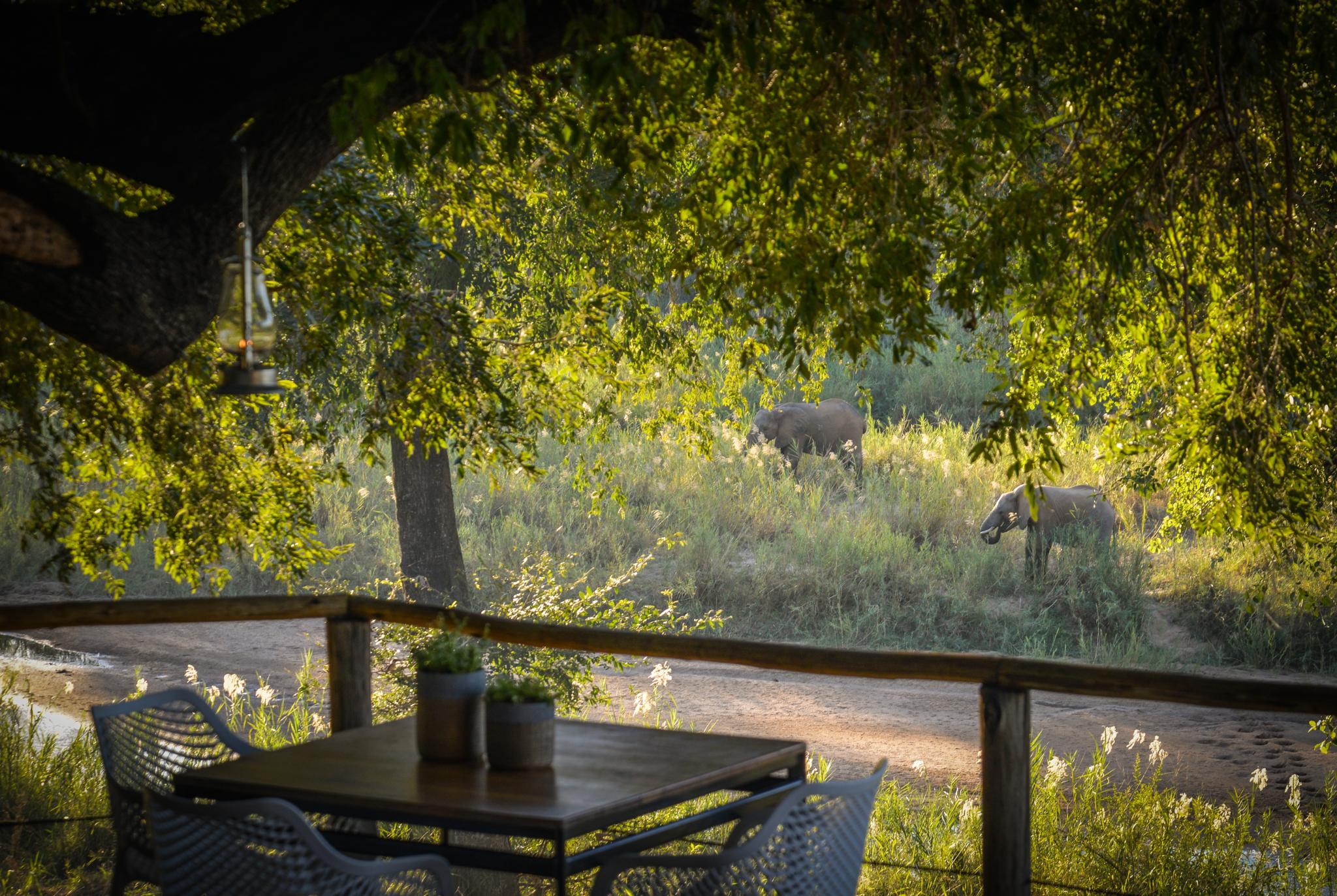 Lion Sands Narina Lodge Riserva di Sabi Sand Esterno foto