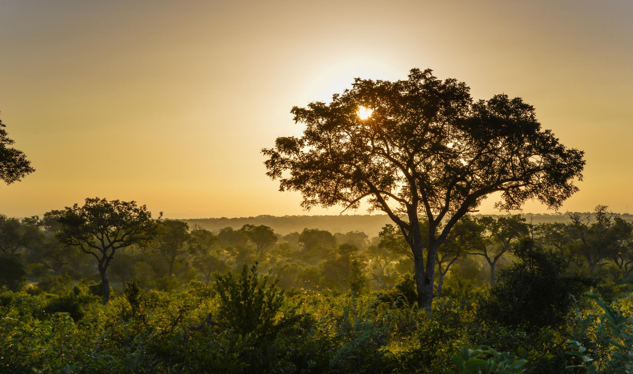 Lion Sands Narina Lodge Riserva di Sabi Sand Esterno foto