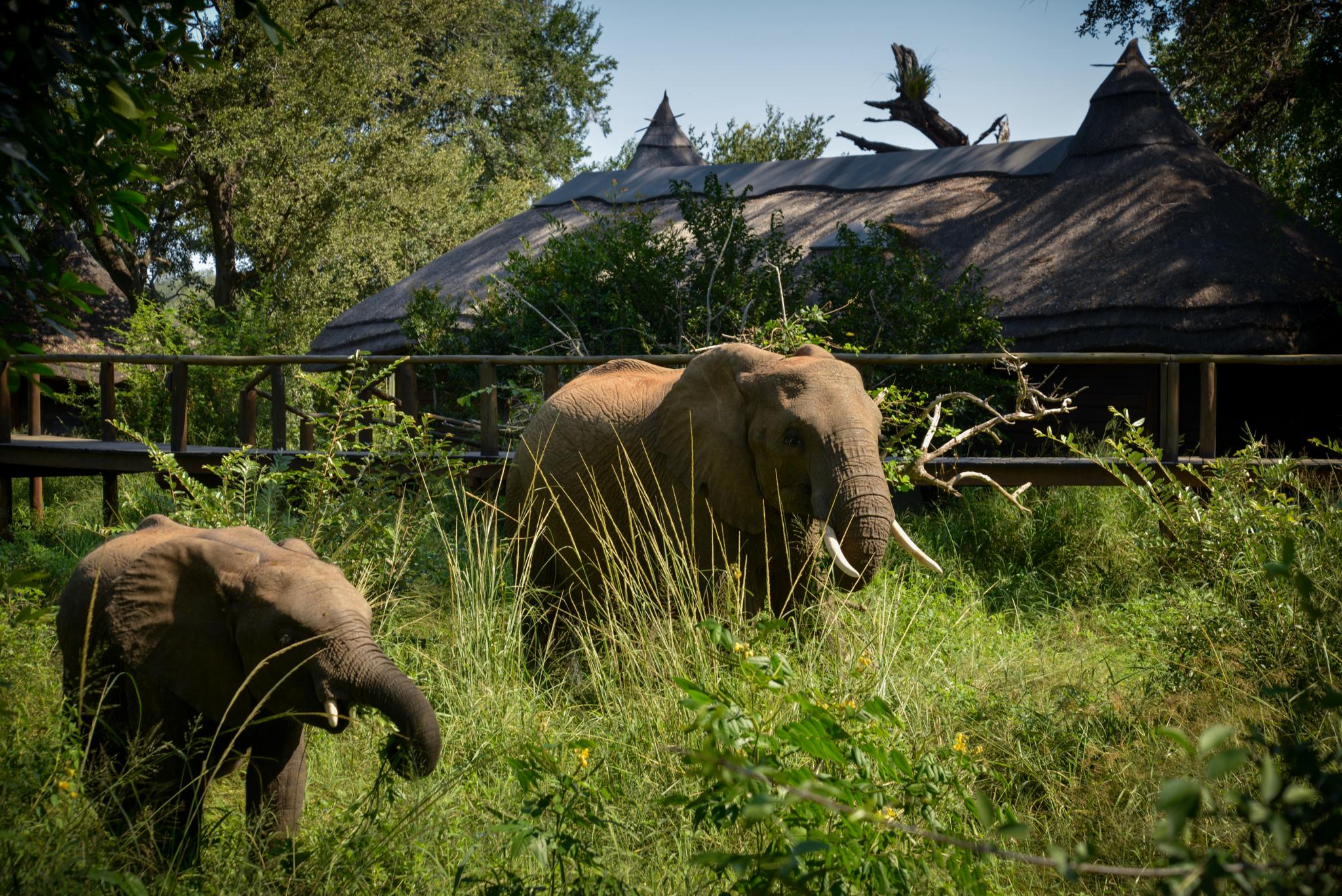 Lion Sands Narina Lodge Riserva di Sabi Sand Esterno foto