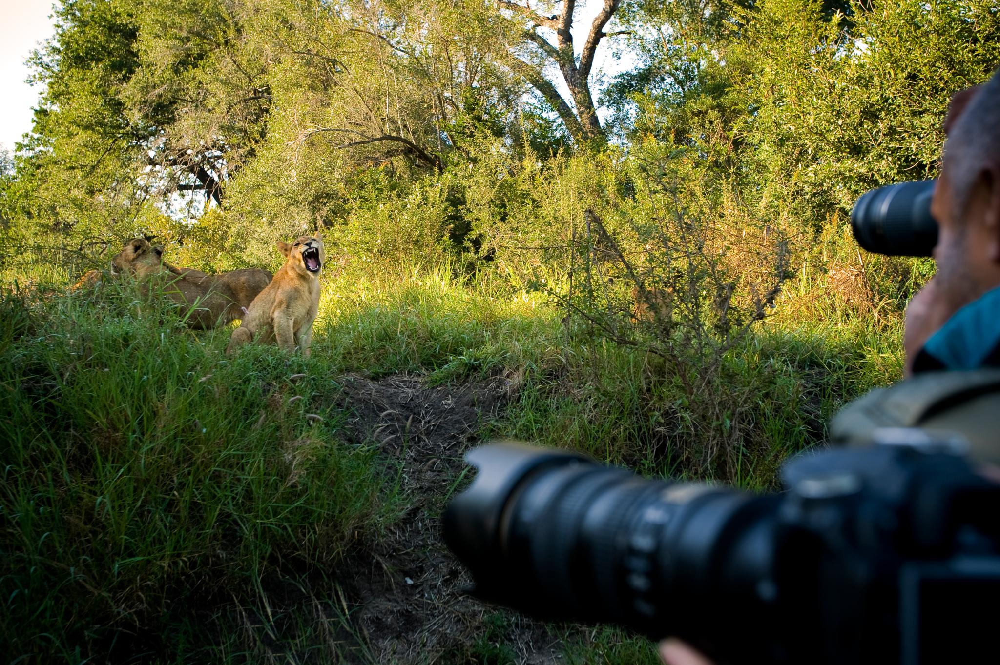 Lion Sands Narina Lodge Riserva di Sabi Sand Esterno foto