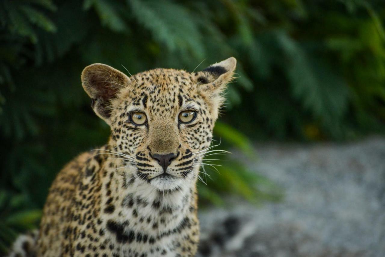 Lion Sands Narina Lodge Riserva di Sabi Sand Esterno foto