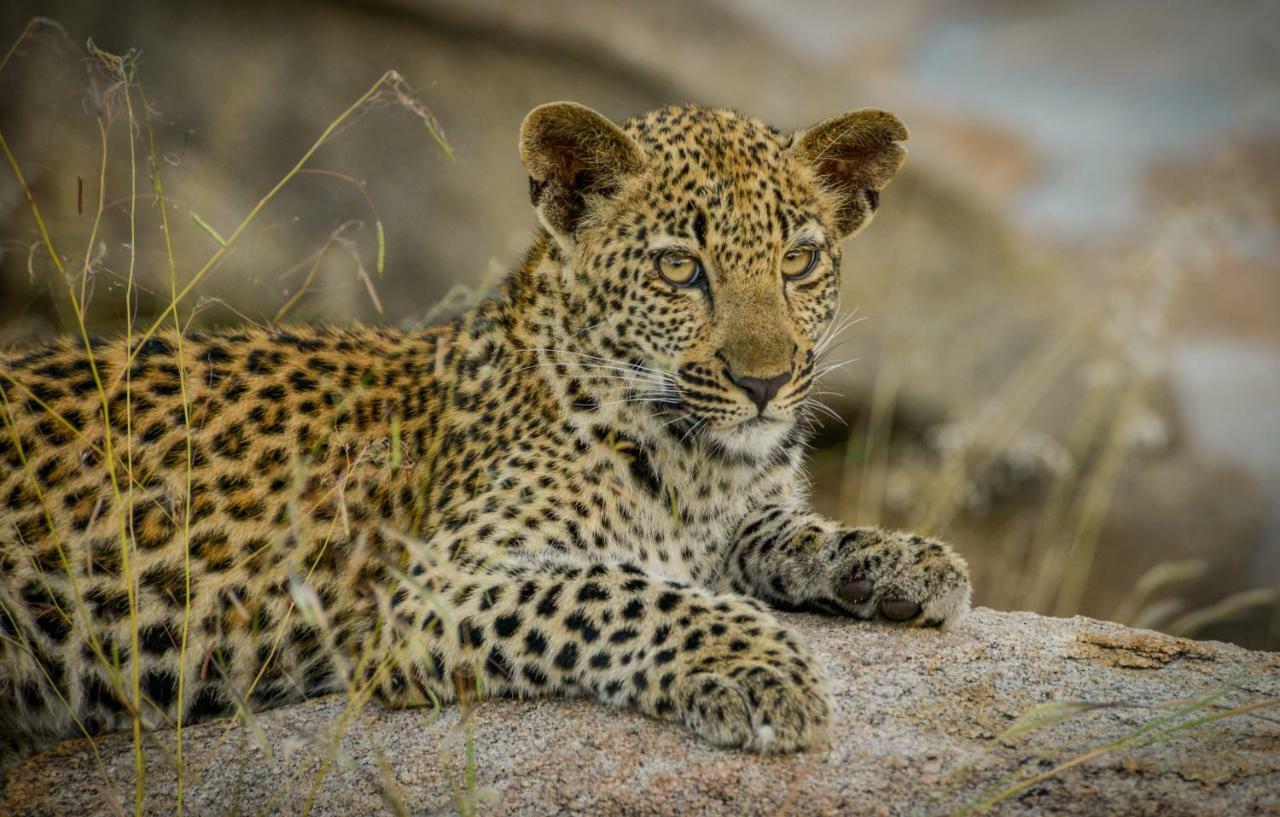 Lion Sands Narina Lodge Riserva di Sabi Sand Esterno foto