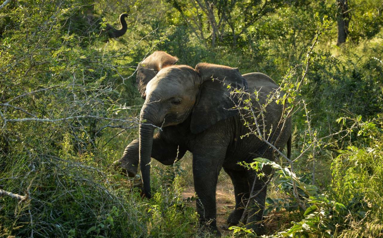 Lion Sands Narina Lodge Riserva di Sabi Sand Esterno foto